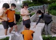 老師帶學生走出課室，到校園的小花園找尋小昆蟲，透過在活動中以英文對答，熟習早前學過的相關生字和語句。